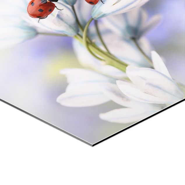 quadros para parede Ladybug On Flowers