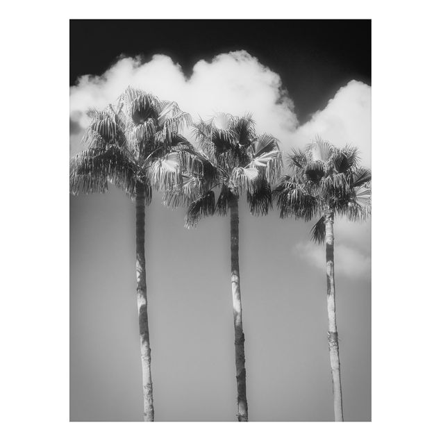 quadro com paisagens Palm Trees Against The Sky Black And White