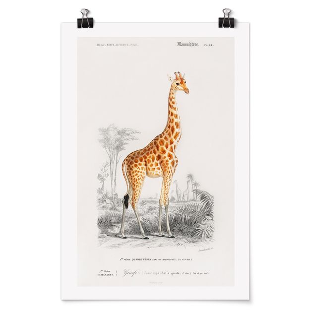 Posters animais Vintage Board Giraffe