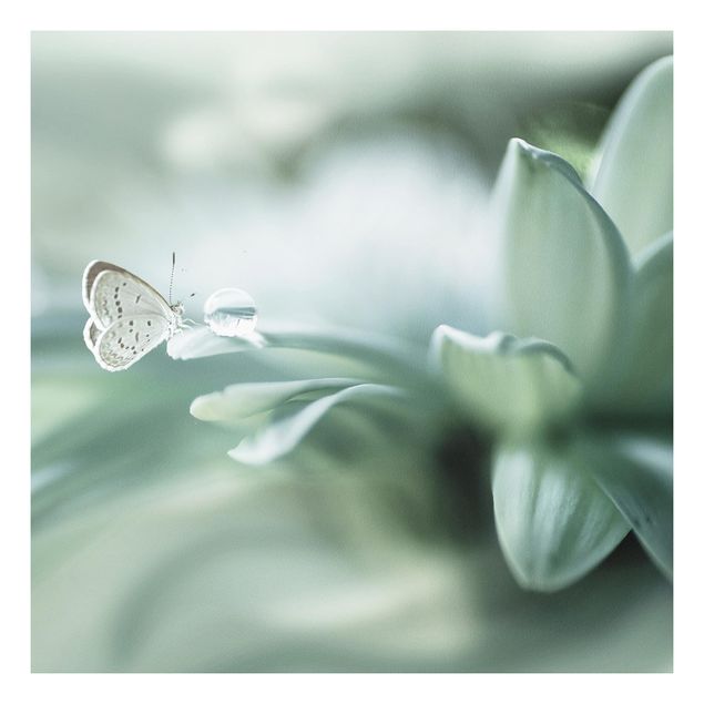 quadro com borboleta Butterfly And Dew Drops In Pastel Green