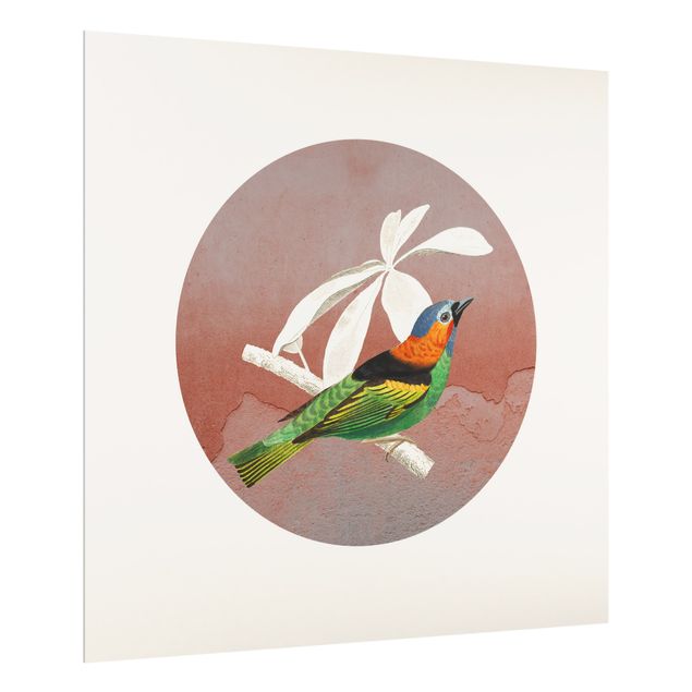 Painel anti-salpicos de cozinha Bird Collage In A Circle ll