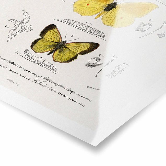 Quadros em amarelo Vintage Board Butterflies II