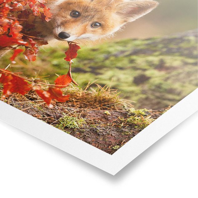Quadros florais Fox In Autumn