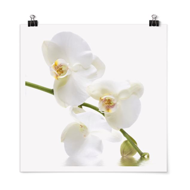 Posters flores White Orchid Waters