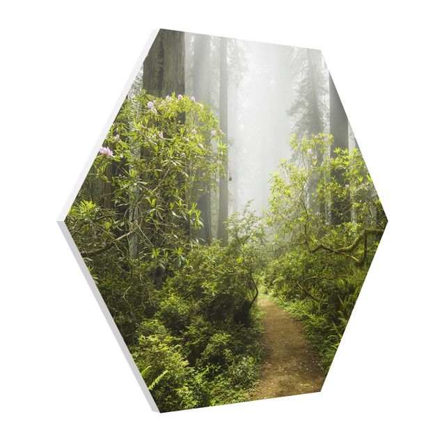 quadro da natureza Misty Forest Path