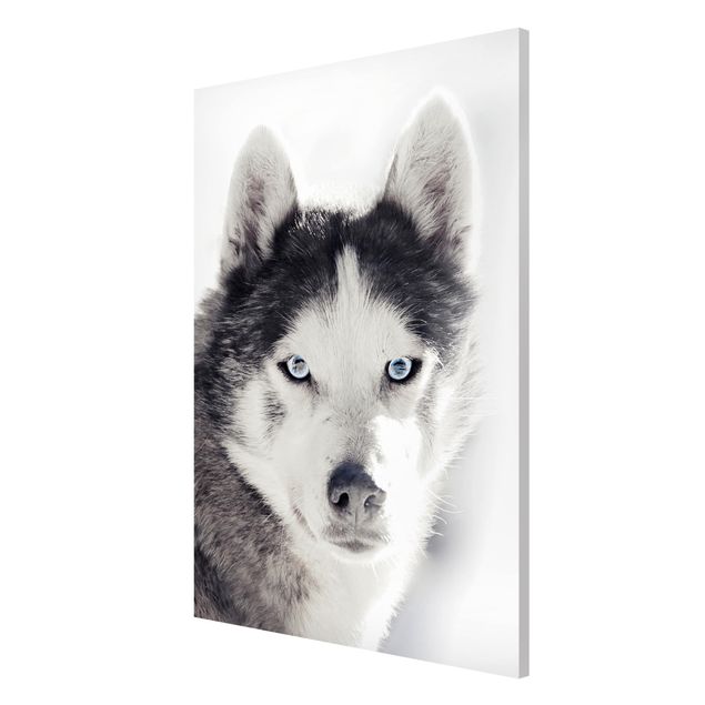 Quadros magnéticos animais Husky Portrait