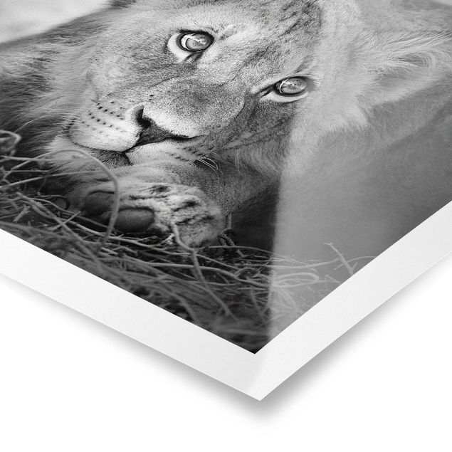 quadros preto e branco para decoração Lurking Lionbaby