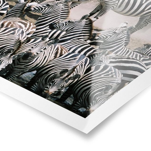 quadros preto e branco para decoração Zebra Herd