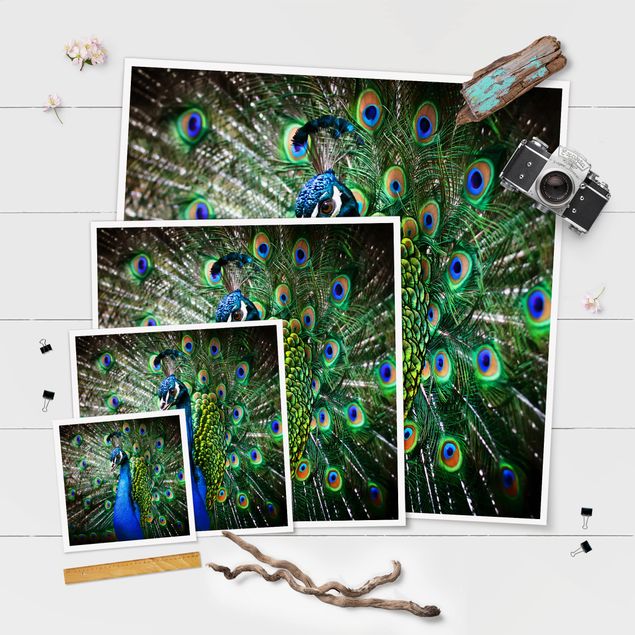 poster decoração Noble Peacock