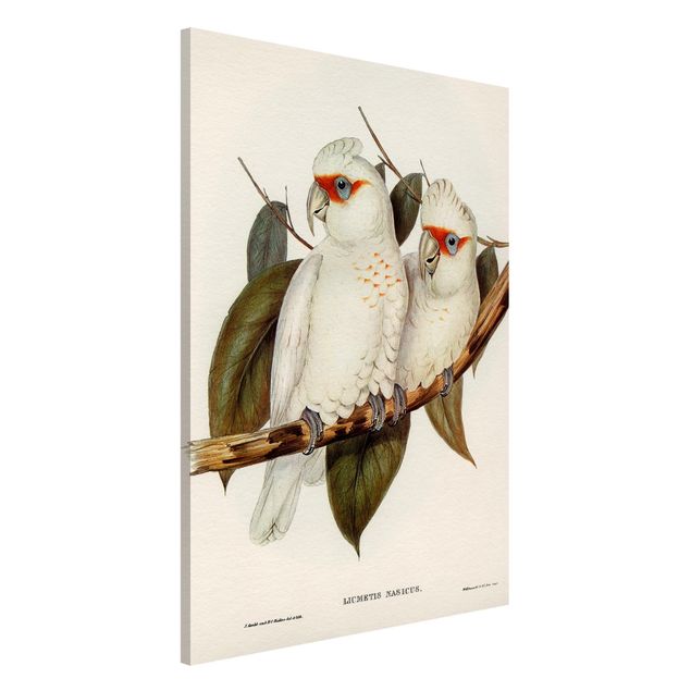 decoraçoes cozinha Vintage Illustration White Cockatoo