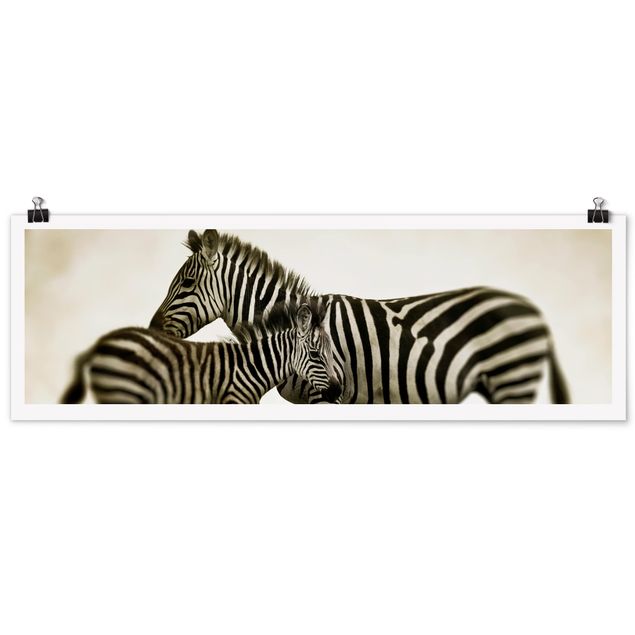 Posters animais Zebra Couple