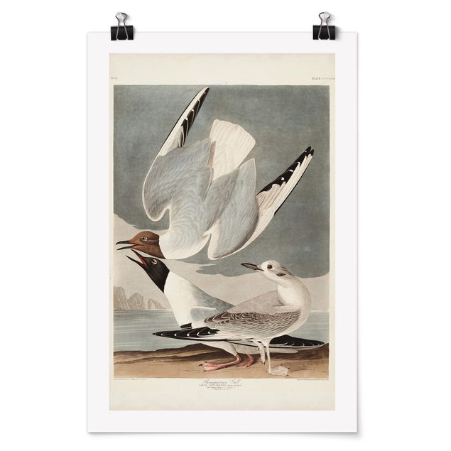 quadro decorativo mar Vintage Board Bonaparte Gull