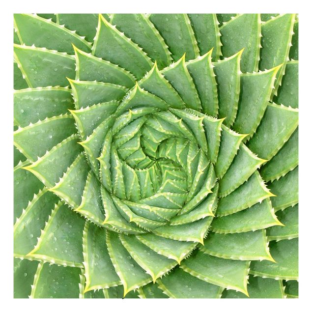 Películas autocolantes padrões Spiral Aloe