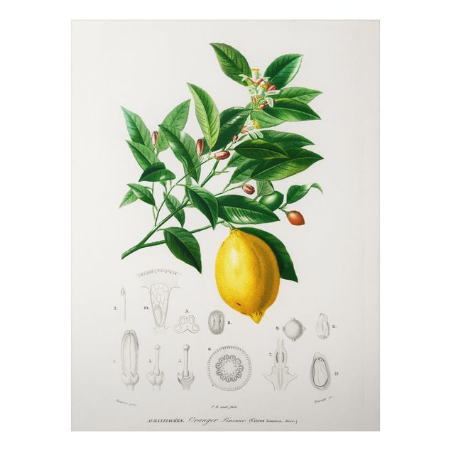 Quadros frutas Botany Vintage Illustration Of Lemon