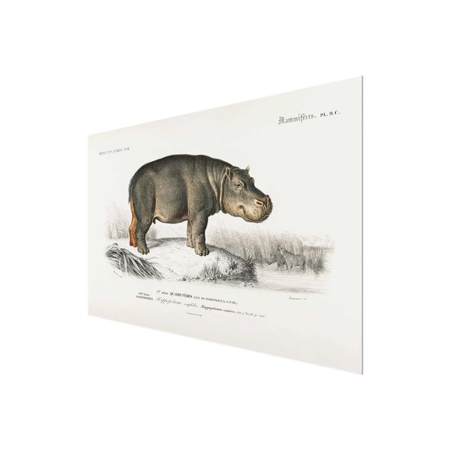 Quadros natureza Vintage Board Hippo