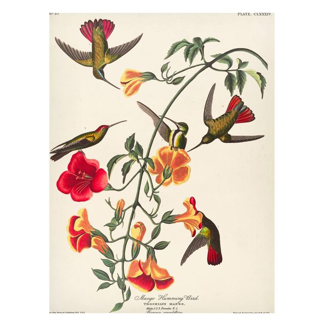 Quadros magnéticos flores Vintage Board Mango Hummingbirds