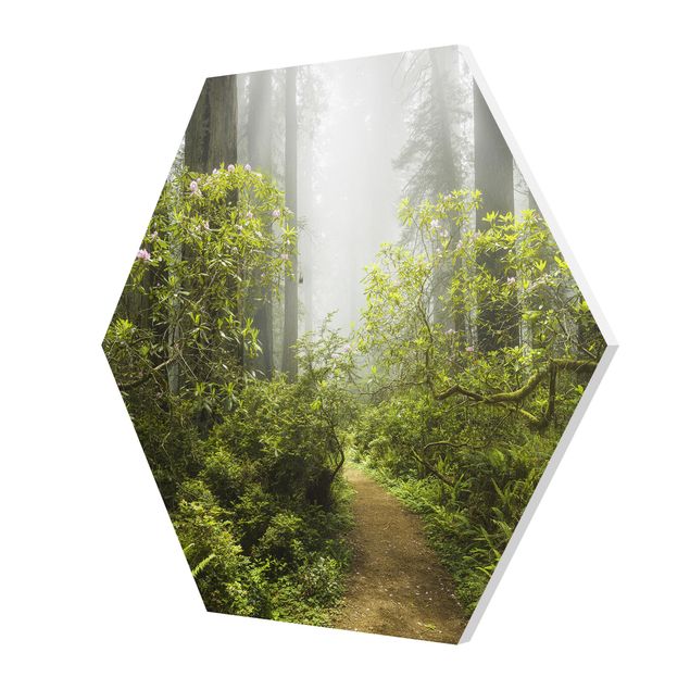 Quadros forex Misty Forest Path