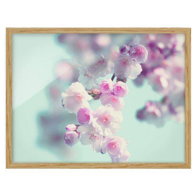 quadro com flores Colourful Cherry Blossoms