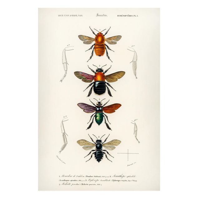 Quadros magnéticos animais Vintage Board Insects