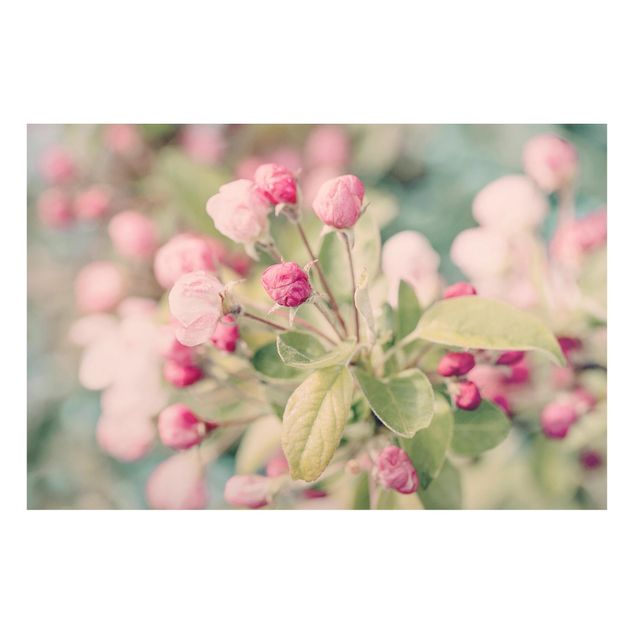 Quadros magnéticos flores Apple Blossom Bokeh Light Pink