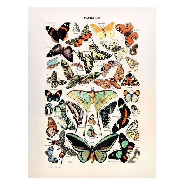 Quadros borboletas Vintage Board Butterflies And Moths