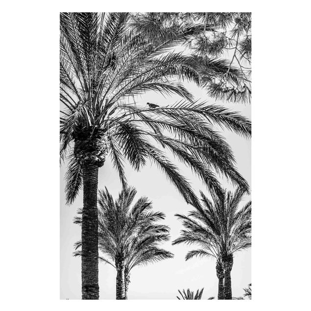 Quadros paisagens Palm Trees At Sunset Black And White