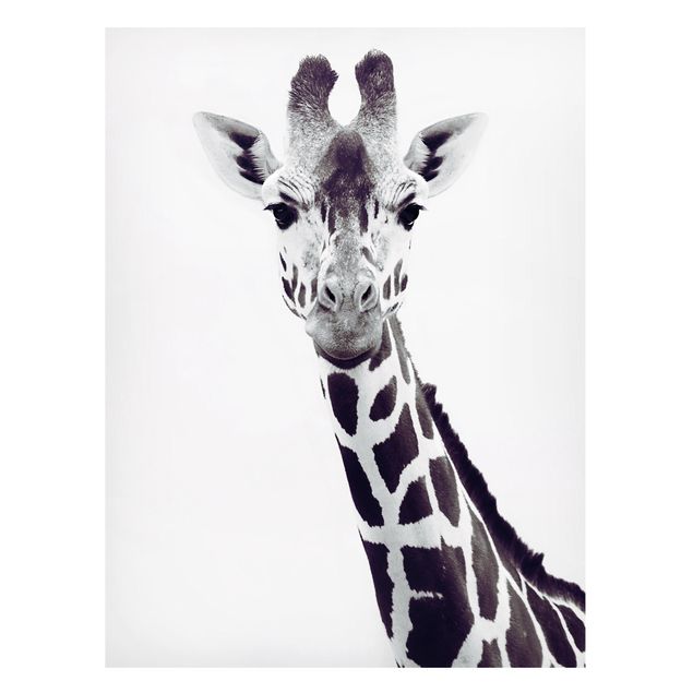 Quadros girafas Giraffe Portrait In Black And White