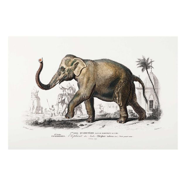 Quadros em vidro animais Vintage Board Elephant