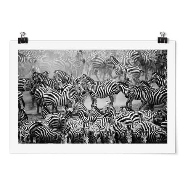 Posters animais Zebra herd II