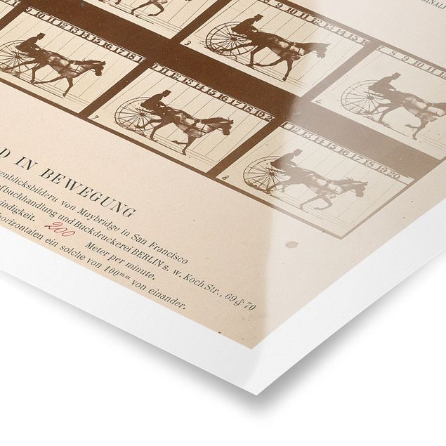 Posters animais Eadweard Muybridge - The horse in Motion