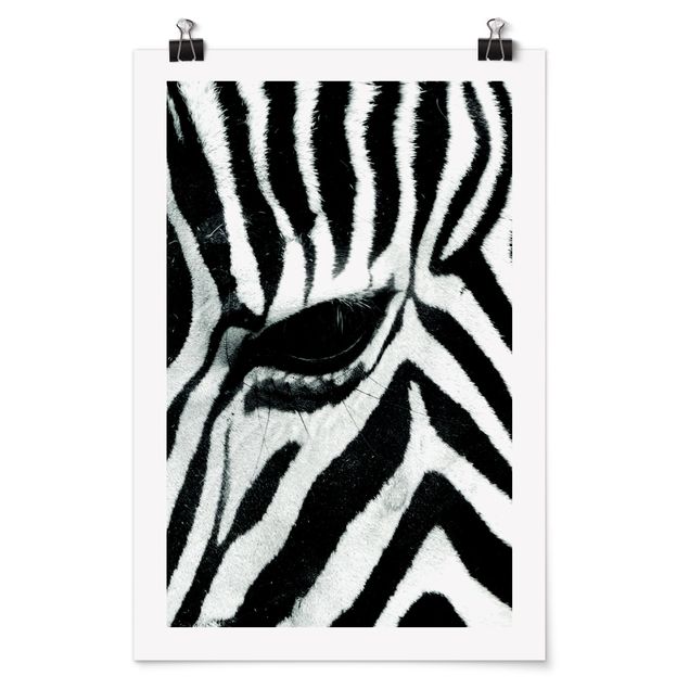 Posters animais Zebra Crossing No.3