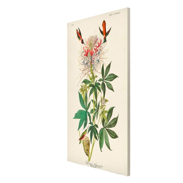 Quadros florais Vintage Board Allenkolibris