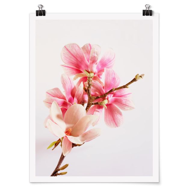 quadro com flores Magnolia Blossoms