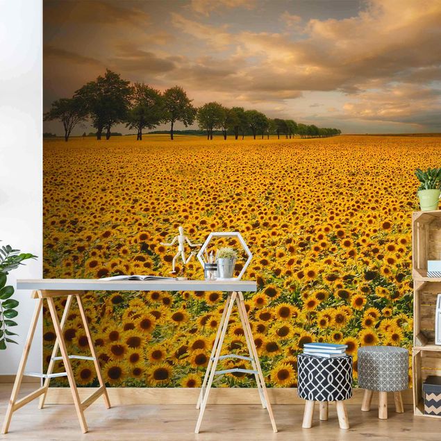 decoraçao para parede de cozinha Field With Sunflowers