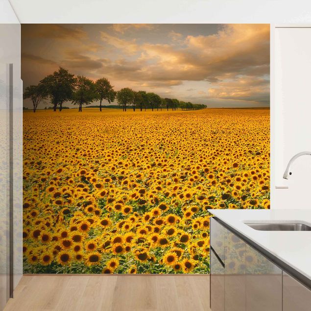 papel de parede floral Field With Sunflowers