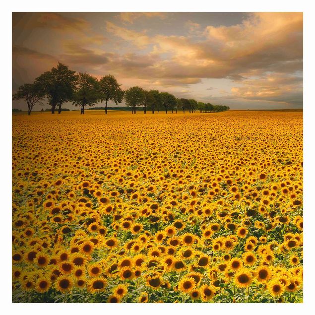 papel de parede com amarelo Field With Sunflowers