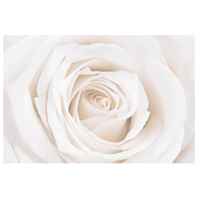Autocolantes para vidros flores Pretty White Rose