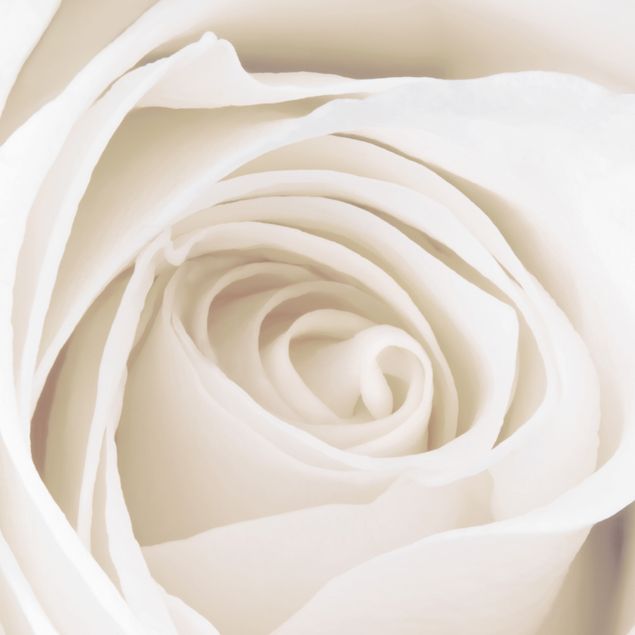 películas adesivas Pretty White Rose