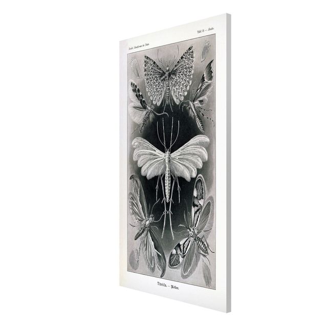 Quadros magnéticos animais Vintage Board Moths And Butterflies