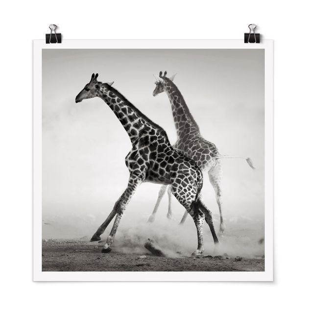 poster preto e branco Giraffe Hunt
