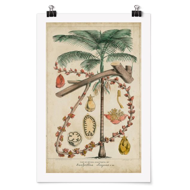 Quadros florais Vintage Board Exotic Palms II
