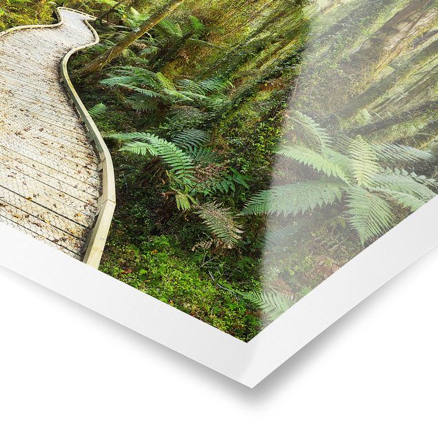 Posters paisagens Path In The Jungle