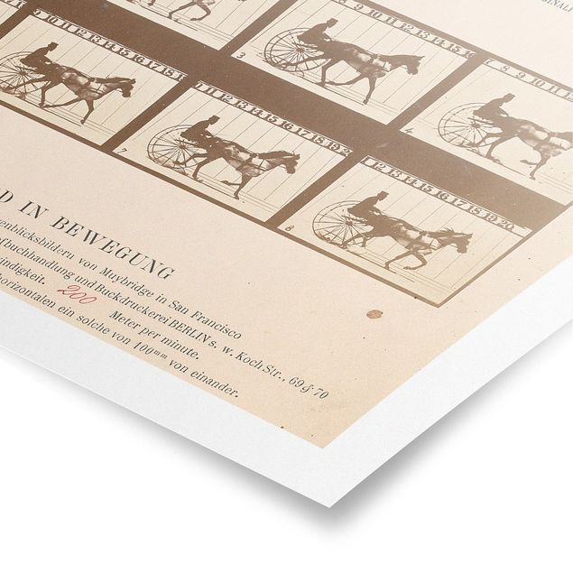 Posters vintage Eadweard Muybridge - The horse in Motion