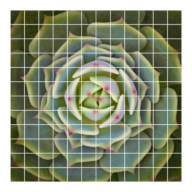 Películas para azulejos Succulent - Echeveria Ben Badis