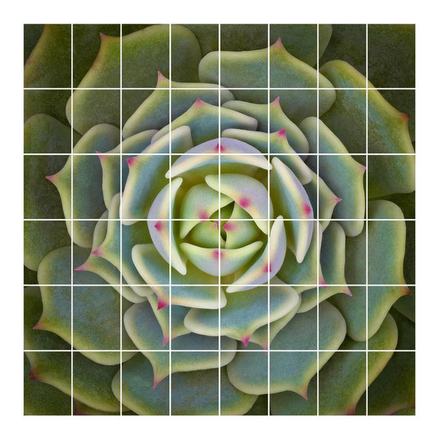 Películas para azulejos Succulent - Echeveria Ben Badis