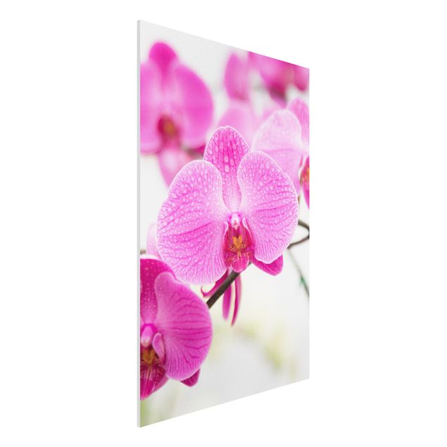 Quadros orquídeas Close-Up Orchid