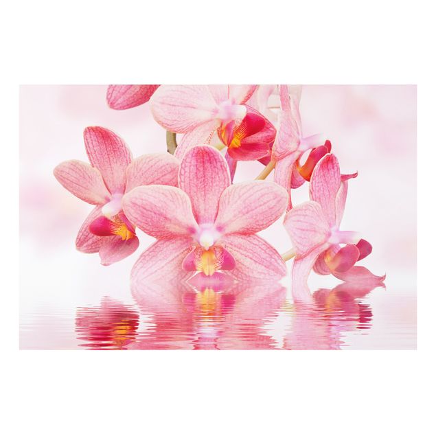 decoraçao para parede de cozinha Light Pink Orchid On Water