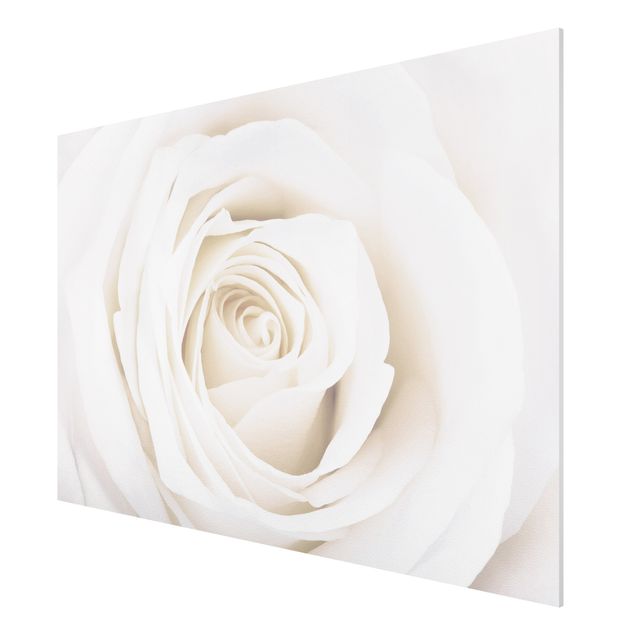 quadros flores Pretty White Rose