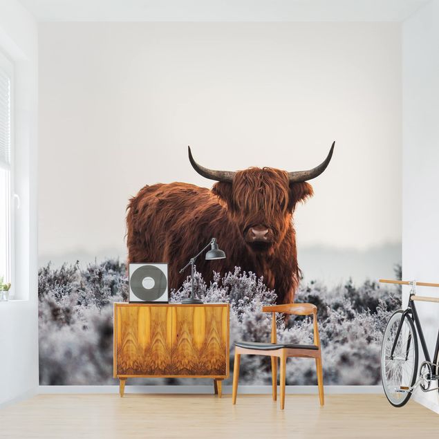 papéis de parede de animais Bison In The Highlands