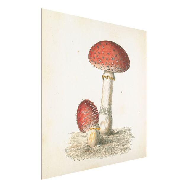 Quadros decorativos French mushrooms II